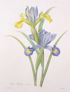 Iris xiphium, variedad, grabado por Langlois, de 